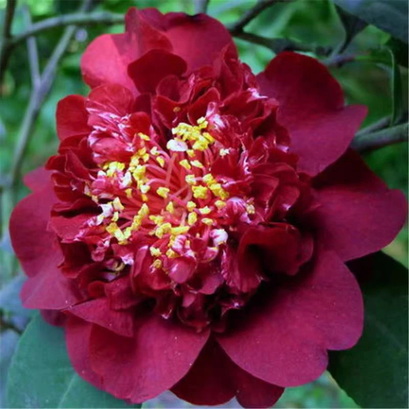 午夜魔幻茶花苗黑红色托桂型稀有品种高度30cm左右