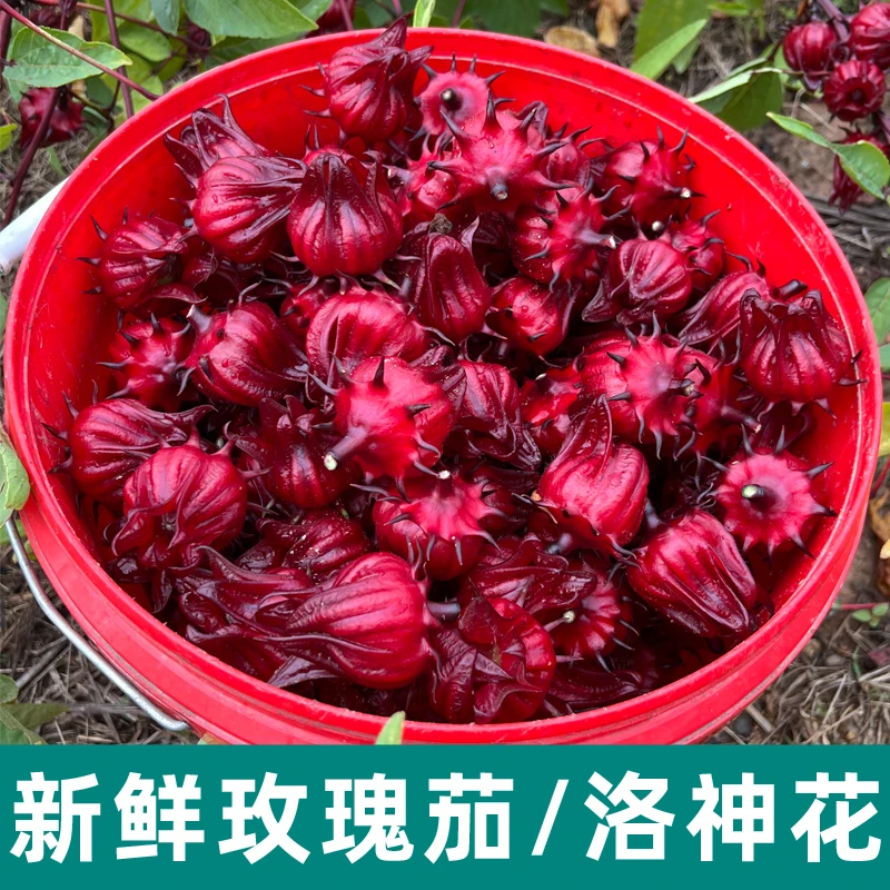 2025广西新鲜玫瑰茄 现摘洛神花红桃k果农家自种泡酒酵素蜜饯果酱