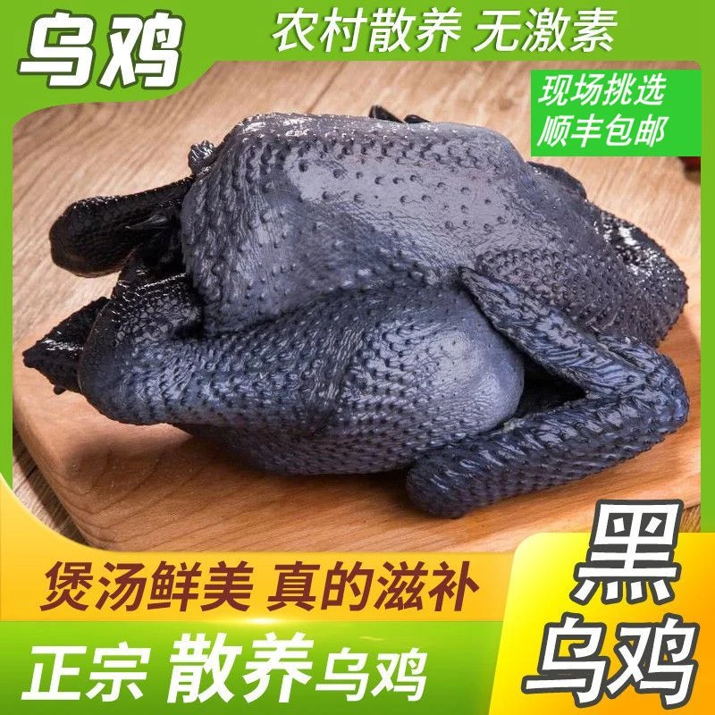 农家白凤老乌鸡乌骨鸡炖汤新鲜现杀顺丰包邮