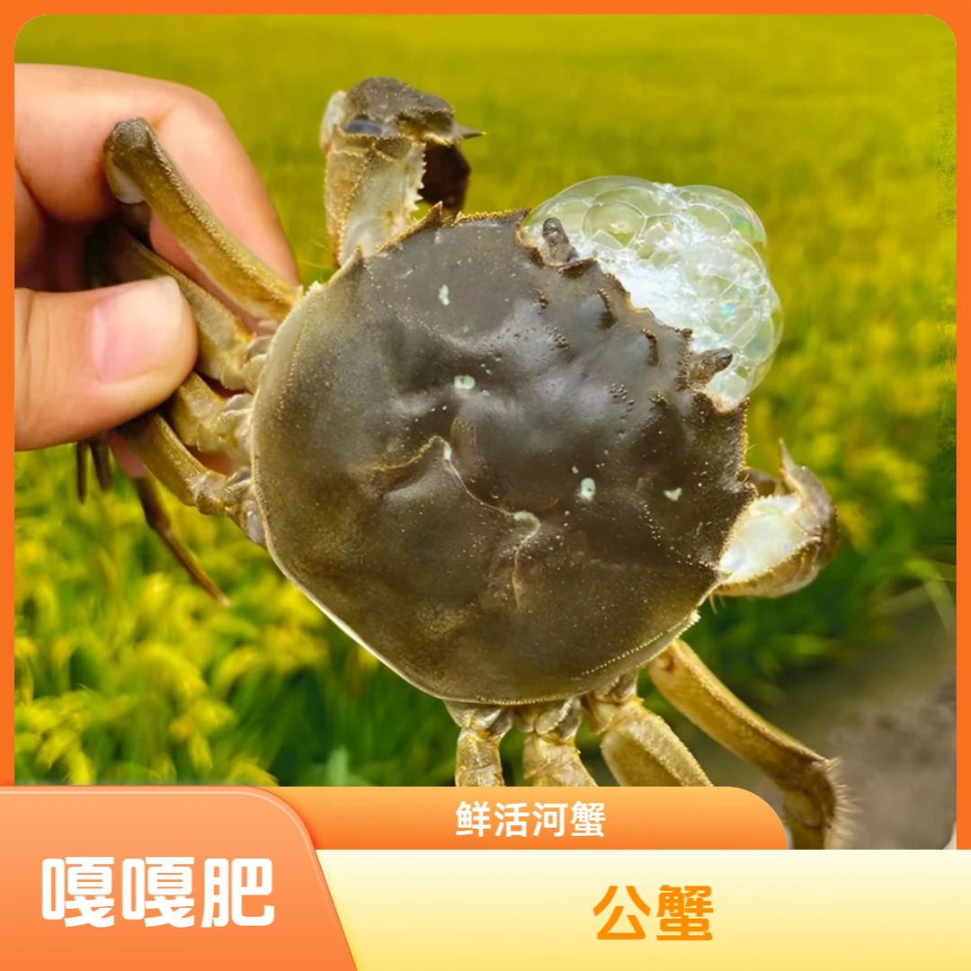嘎嘎肥【鲜活河蟹】河蟹 断指公蟹 单只3.5-3.7两