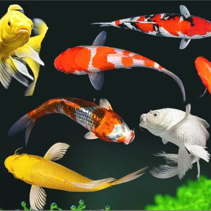 2锦鲤冷水观赏鱼好养新手品种颜色搭配精品