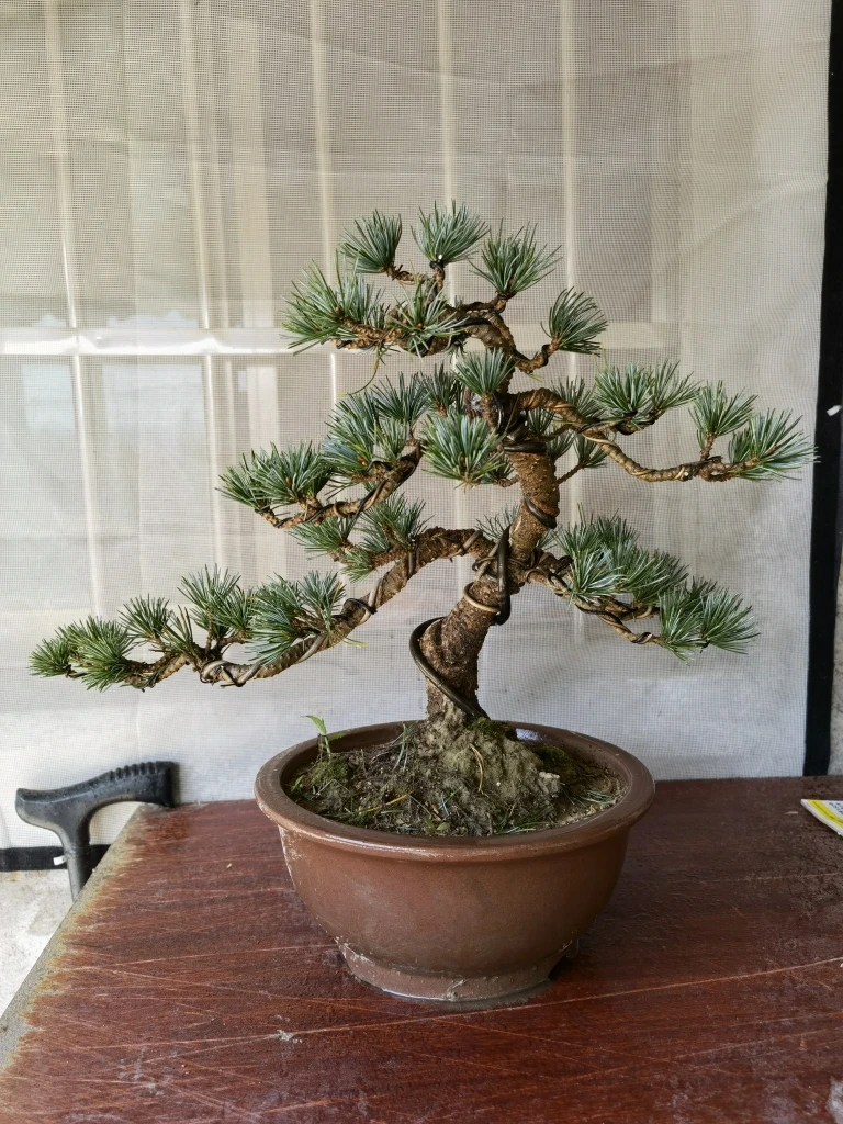 精品五针松大坂松罗汉松黑松