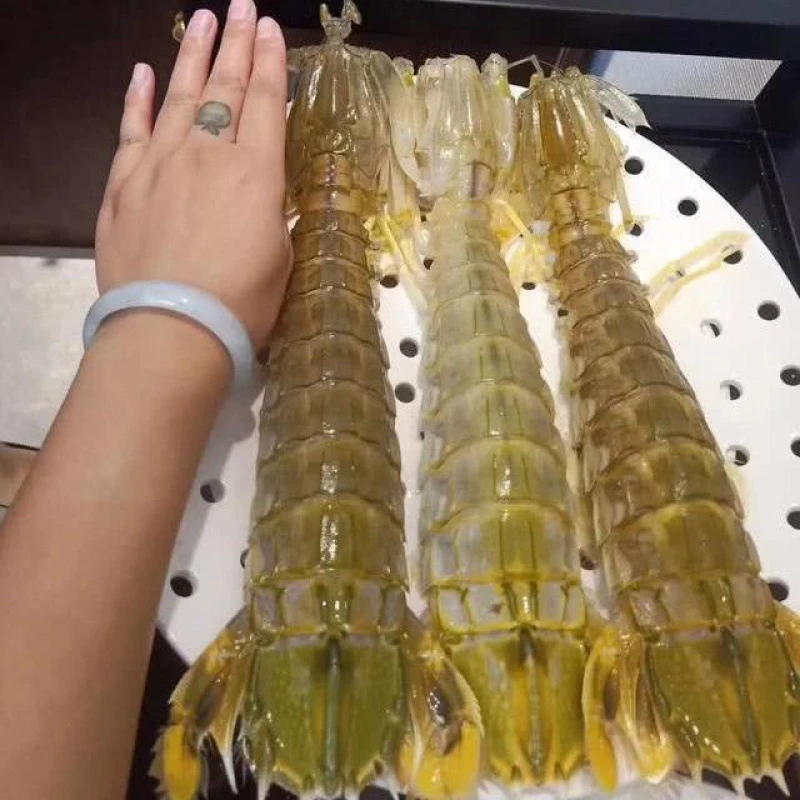 敏8-北部湾鲜活超大皮皮虾富贵虾濑尿虾虾姑活煮蒸熟冷冻顺丰空运