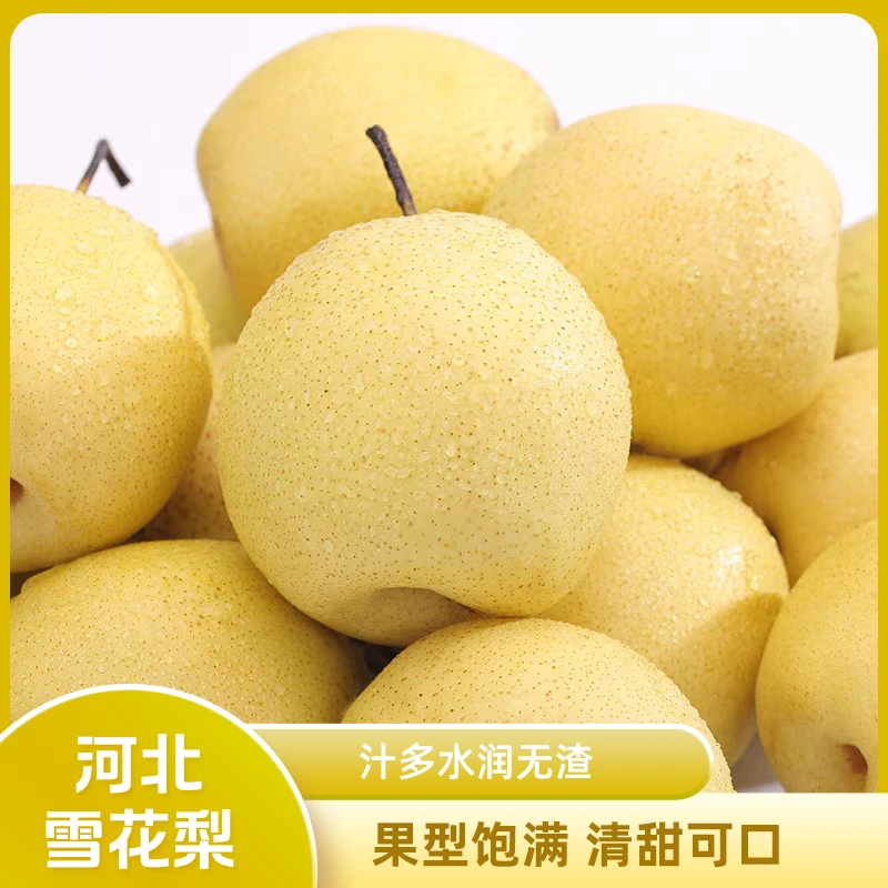 时予心愿河北雪花梨4.5斤新鲜水果产地直发
