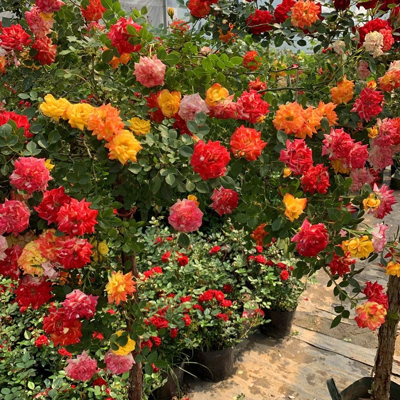 藤彩虹月季变色龙花庭院拱门阳台蔷薇爬墙藤本月季花苗爬藤月季