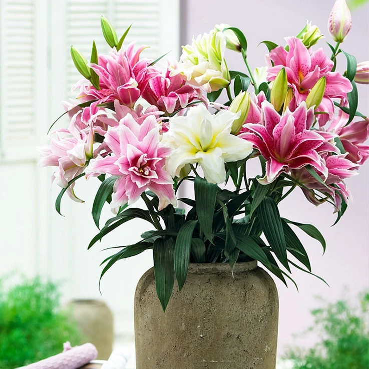 【混色发货】香水百合花种球 四季阳台室内外花卉盆栽植物耐寒种植