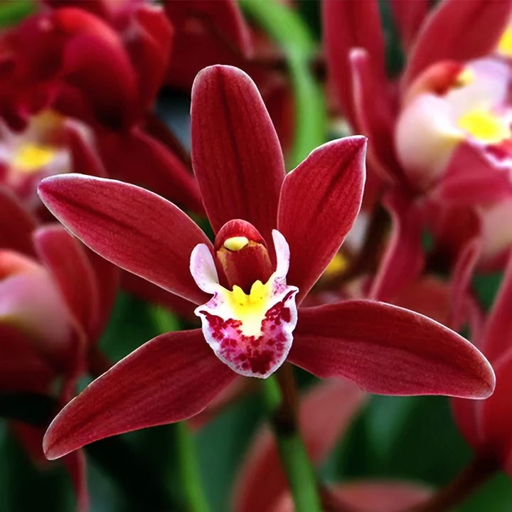 裸根带花 【红双喜】【黄金万两】【香水香兰】  带花剑带花苞好养