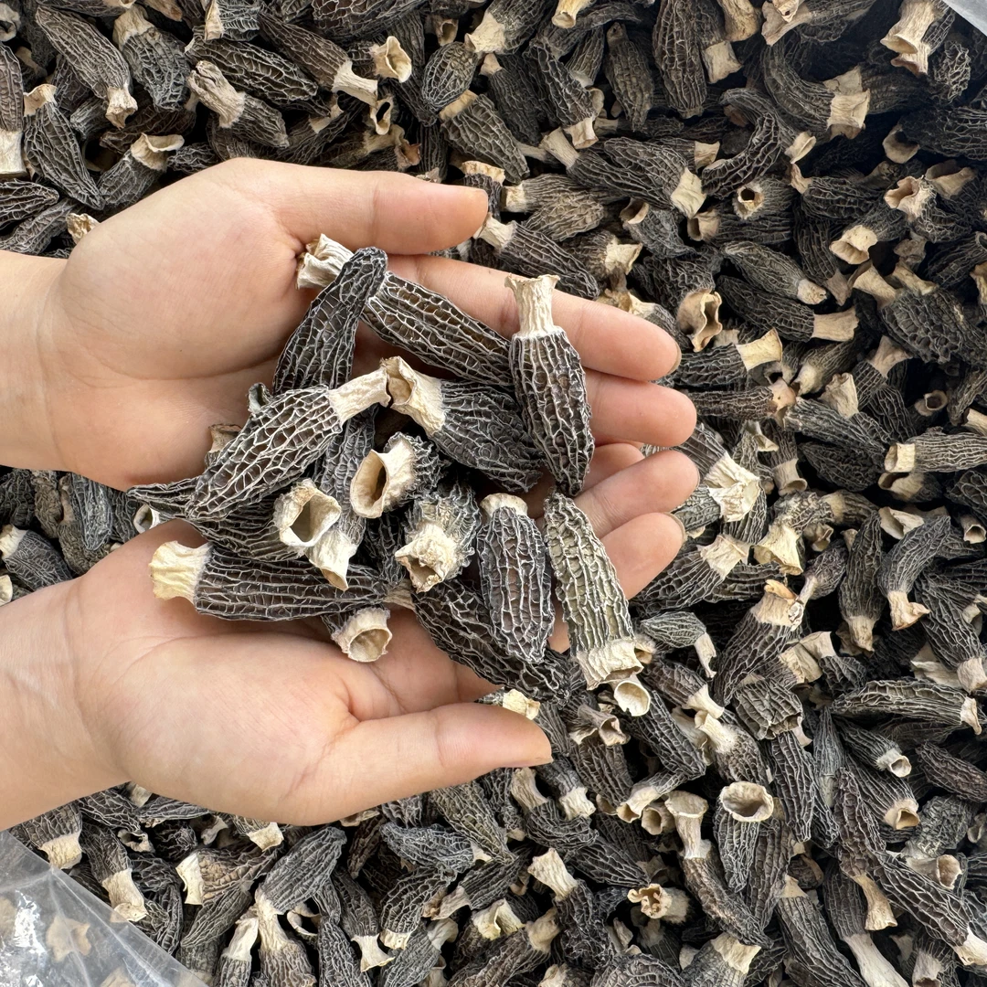 开播破价半斤装，甘孜州自然晾晒干头茬当季2～5公分羊肚菌