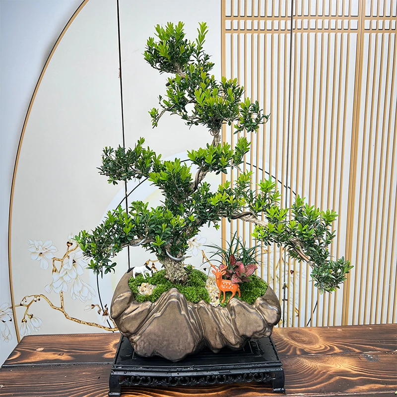 四大名树老桩迎客黄杨四季常青耐寒茶桌办公室绿植雀舌黄杨