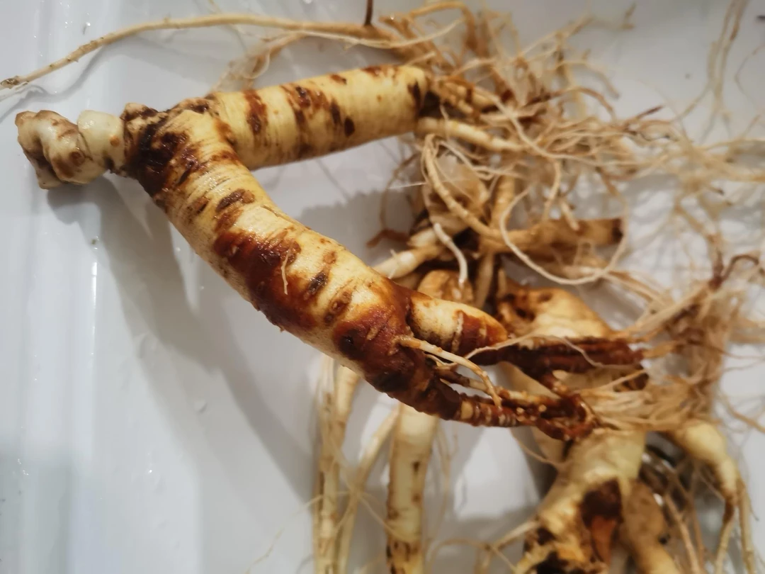 【婷婷】大鲜林下参林下残参吃货带疤带锈带残介意勿拍