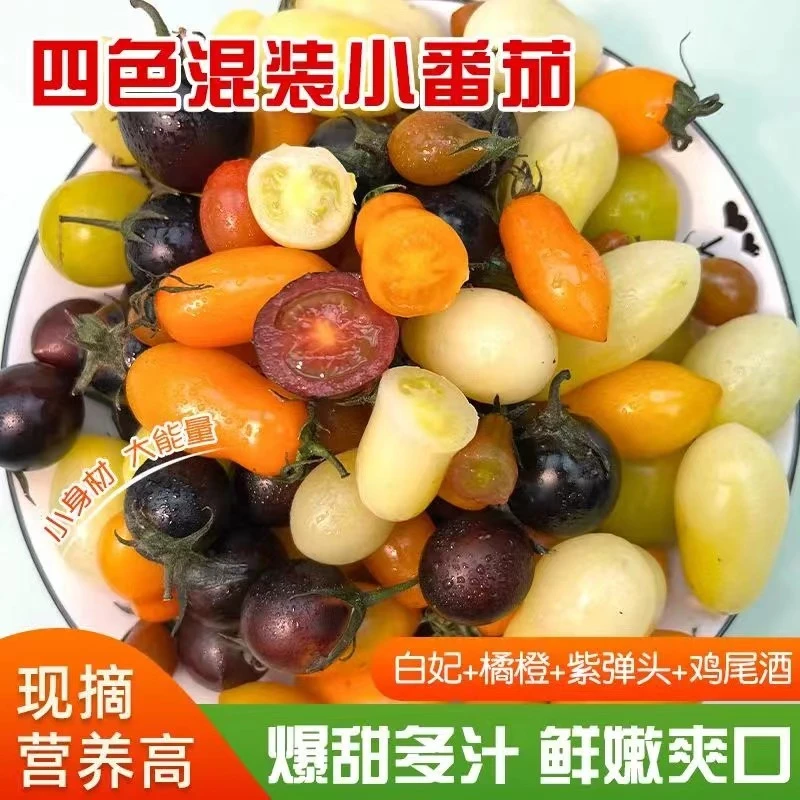 阳光迷彩小柿子三色混和装小番茄当季圣女果新鲜蔬菜水果鲜嫩爽口