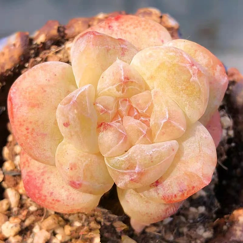 精品多肉植物一物一拍，实物以直播间为主， 只做精品多肉，绿植园艺