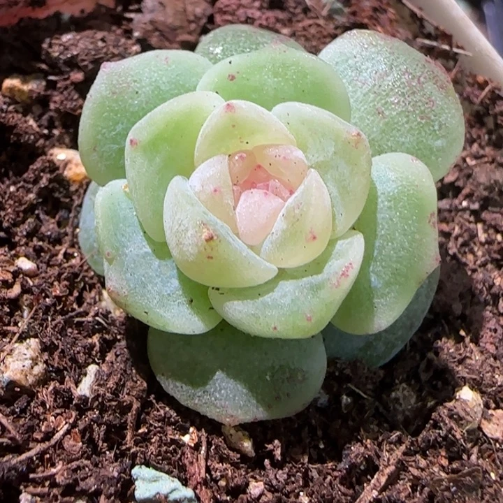 杨**吖粉心珍妮多肉一颗