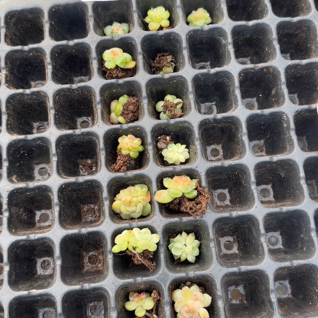 5***?15颗珍妮1-3厘米