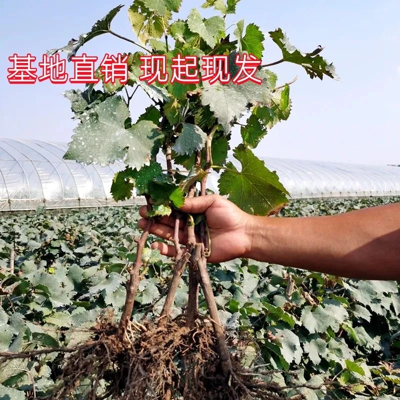 【视频同款】葡萄树苗