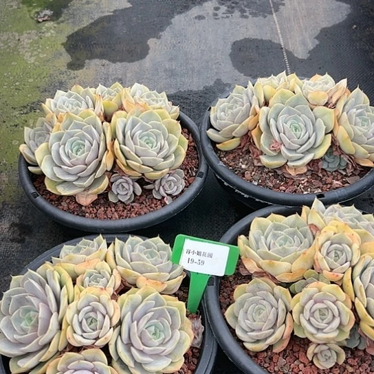 1959璨露带盆一个多肉