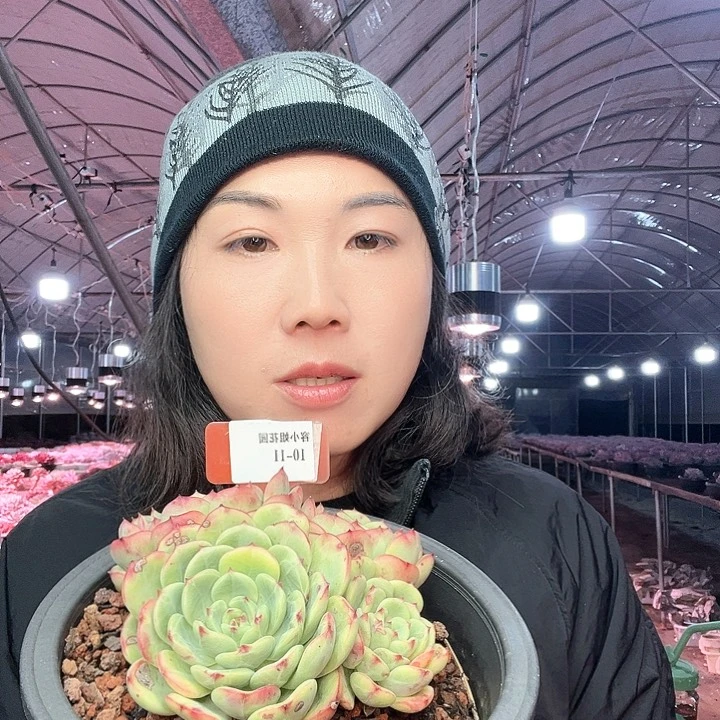 10.11三文鱼一个托土