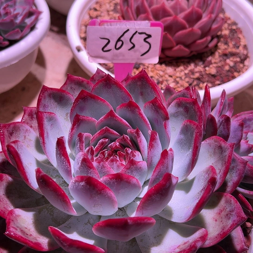 ?*26.53拉糖带根一个