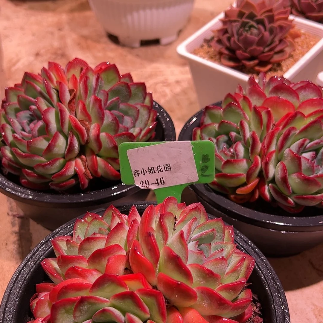29.46雪夜带盆一个多肉
