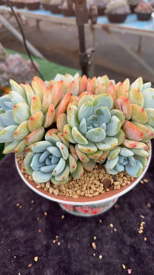 冷香群生整桩花卉绿植盆栽新手组合套餐脱土发货以直播间为准