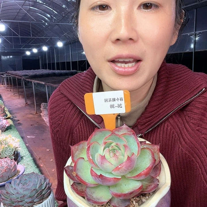 2630惊鸿一个脱土