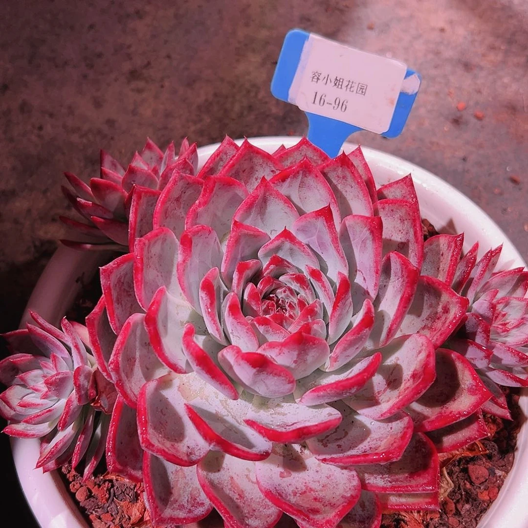 悟***916.96拉糖带盆一多肉