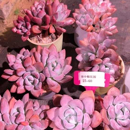 25.60香奥带盆一多肉