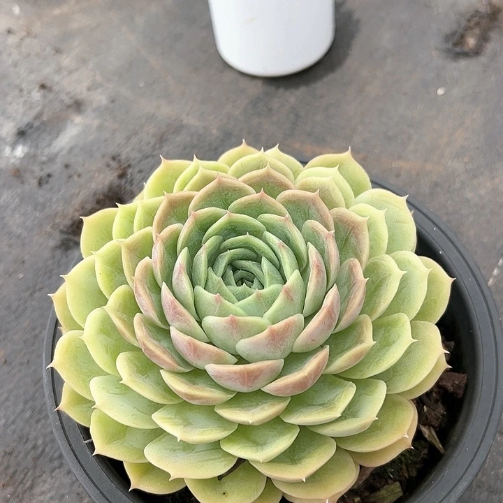 安丝诺一个脱土多肉