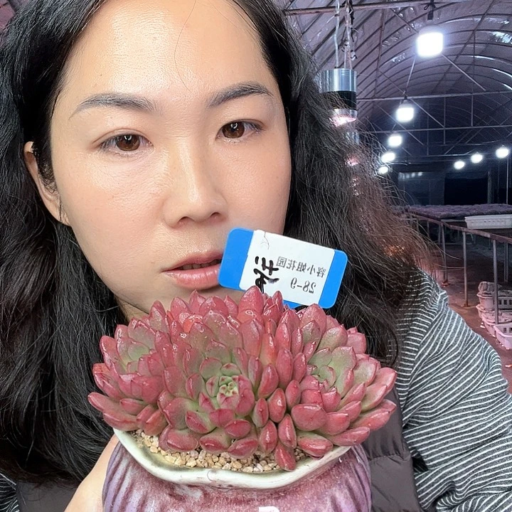 28.9红宝石一个多肉植物带盆