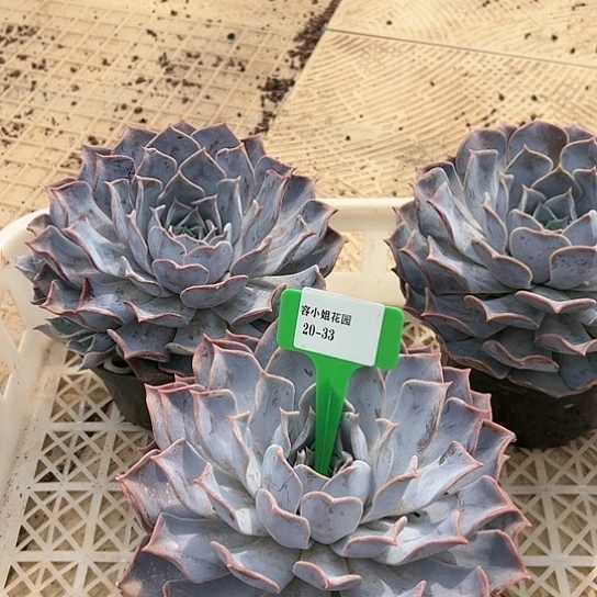 20.33露西娜脱土一个多肉