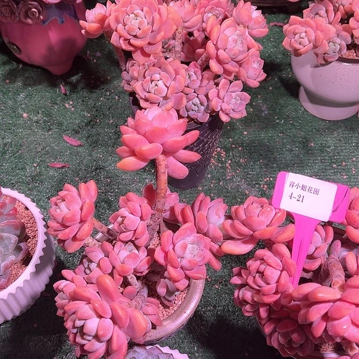 4.21白露一个脱土