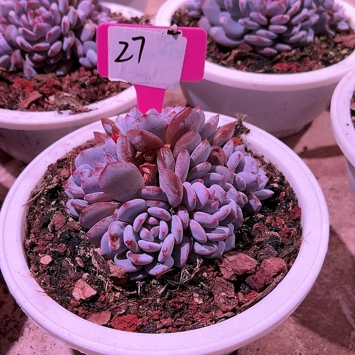 27星星橙一个带盆多肉