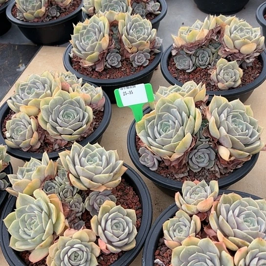 25.35璨露带盆一个多肉