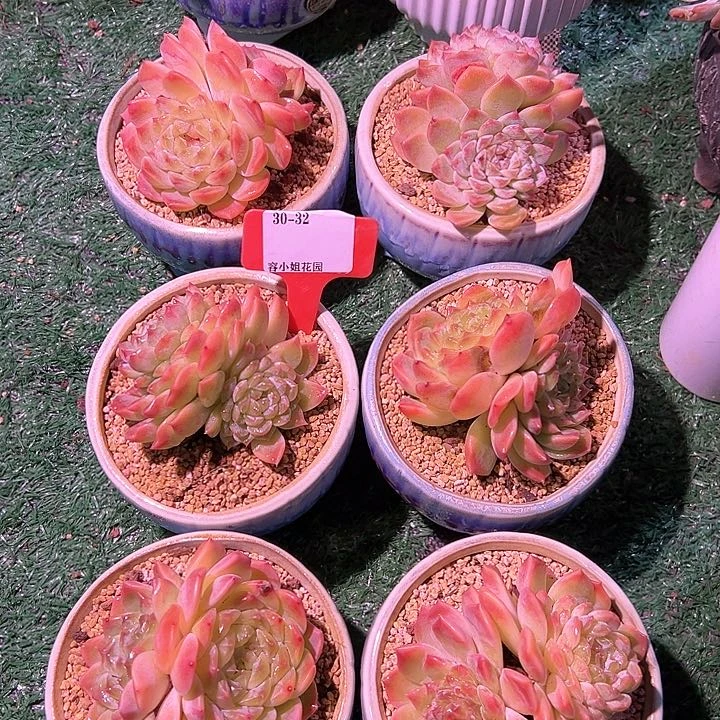 30.32白塔榴2个多肉脱图