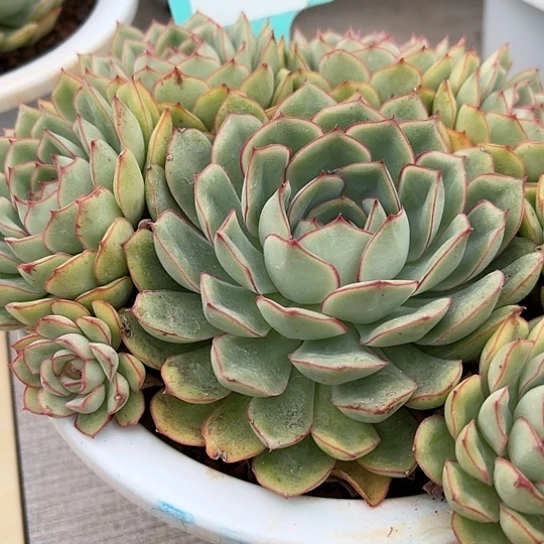 25.42澳洲女神带盆一个多肉