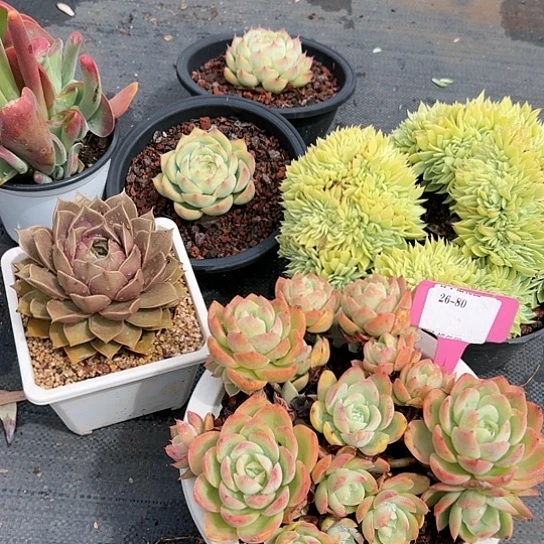 26.80一筐多肉植物