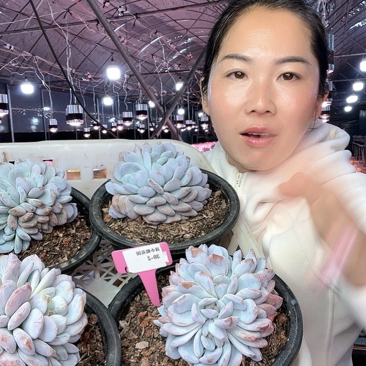 302星影醉一个脱土