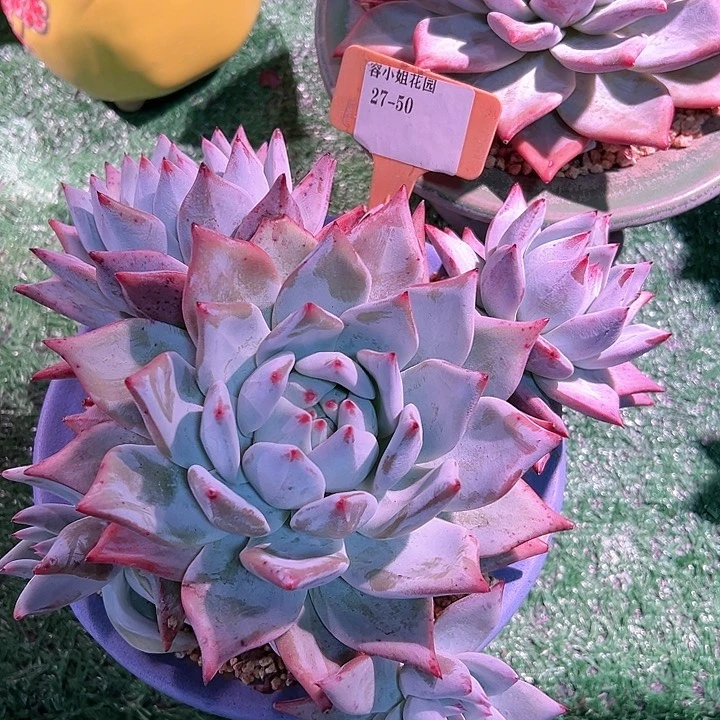 27.50祖母绿带盆一个多肉