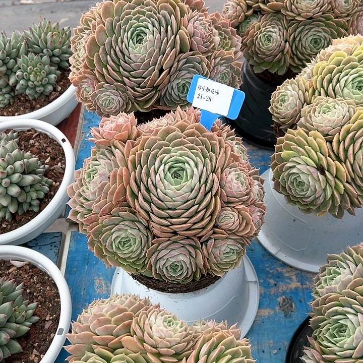 26安丝诺脱土一个脱