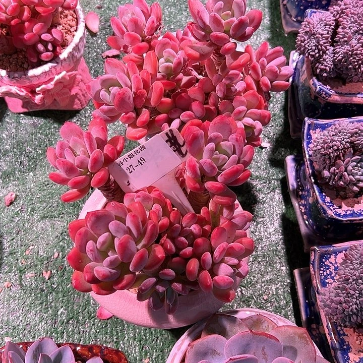 27.49灰姑娘2个脱土