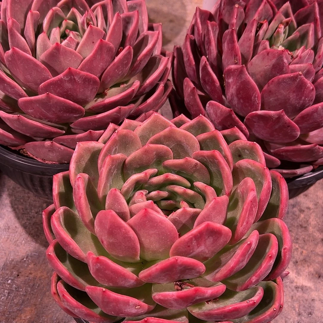 红9香冰带盆一个