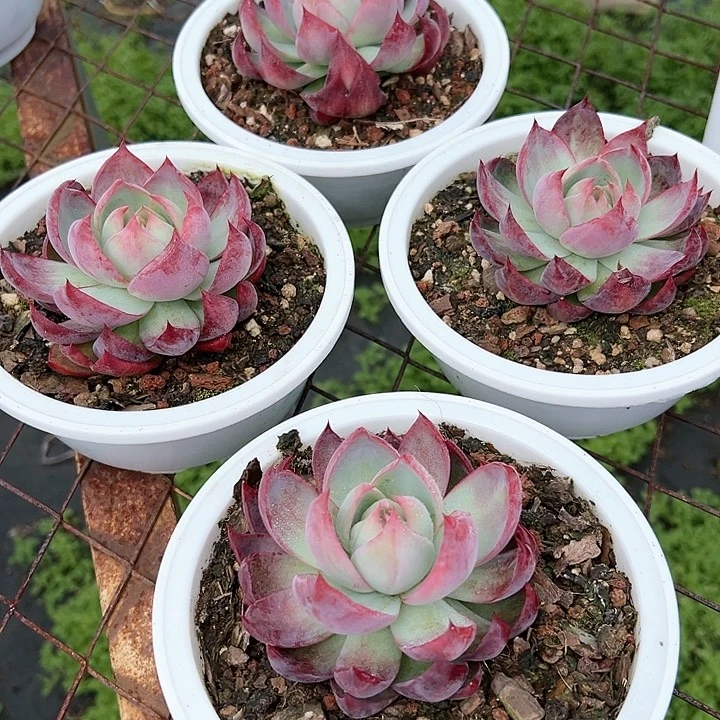 30135惊鸿一个朵肉