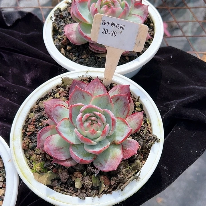 大*姐20.30惊鸿2个脱土