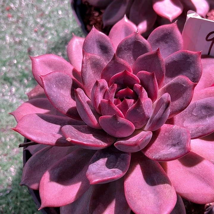 90蓝玫一个脱土多肉量