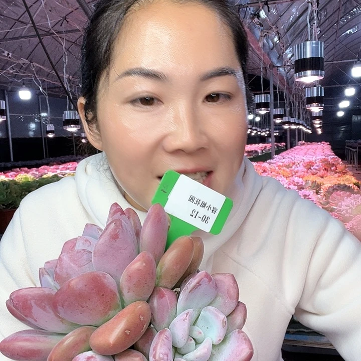 30.12香奥一个脱土