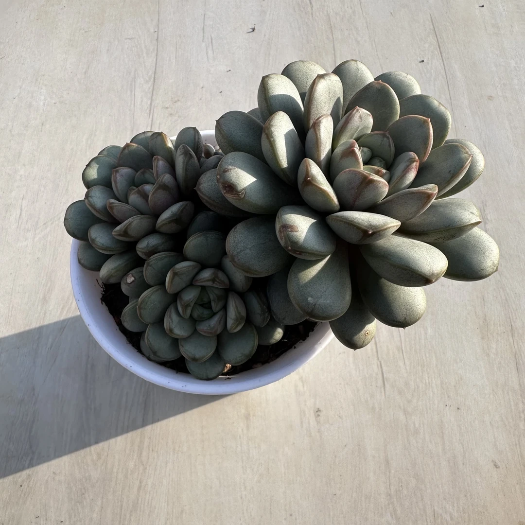 原盆10cm多头葡萄随机一颗带盆土包邮 发货以直播间实物为准！