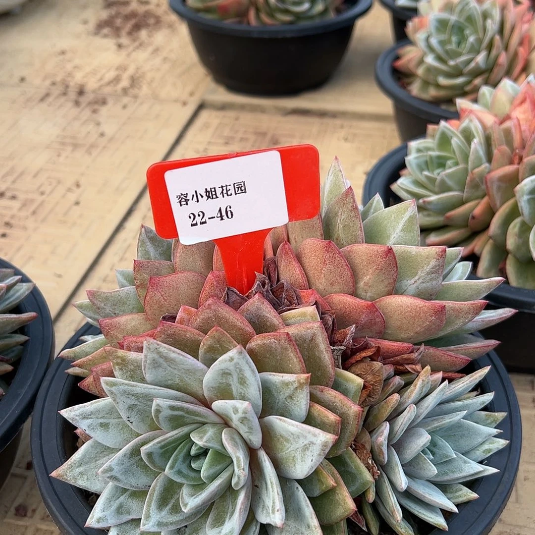 22.46粉冰带盆一个多肉