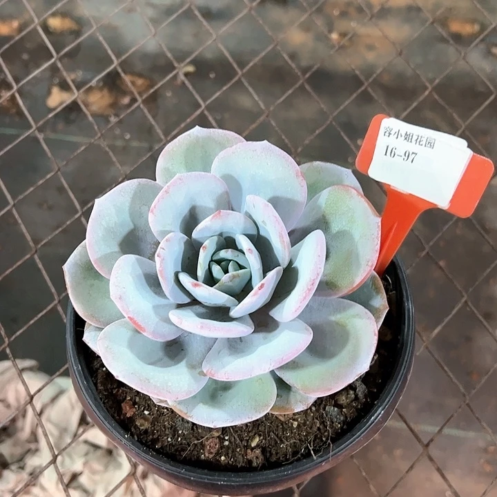 16.97奶茶1个脱土