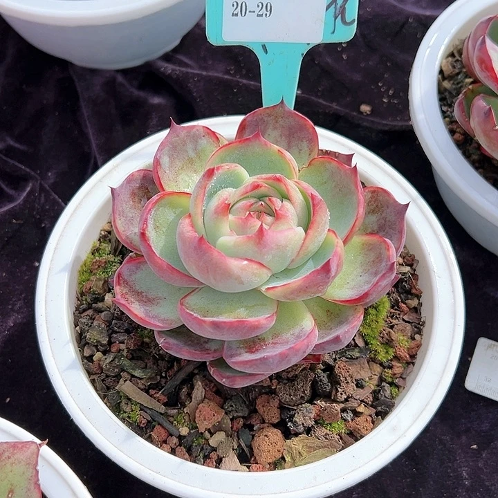 20.2 惊鸿一个脱土