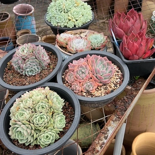 25.17一筐脱土多肉